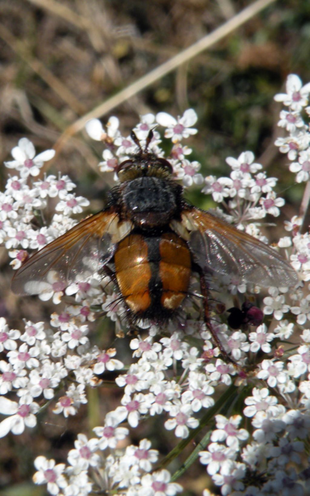 Tachinidae: cfr. Tachina sp.